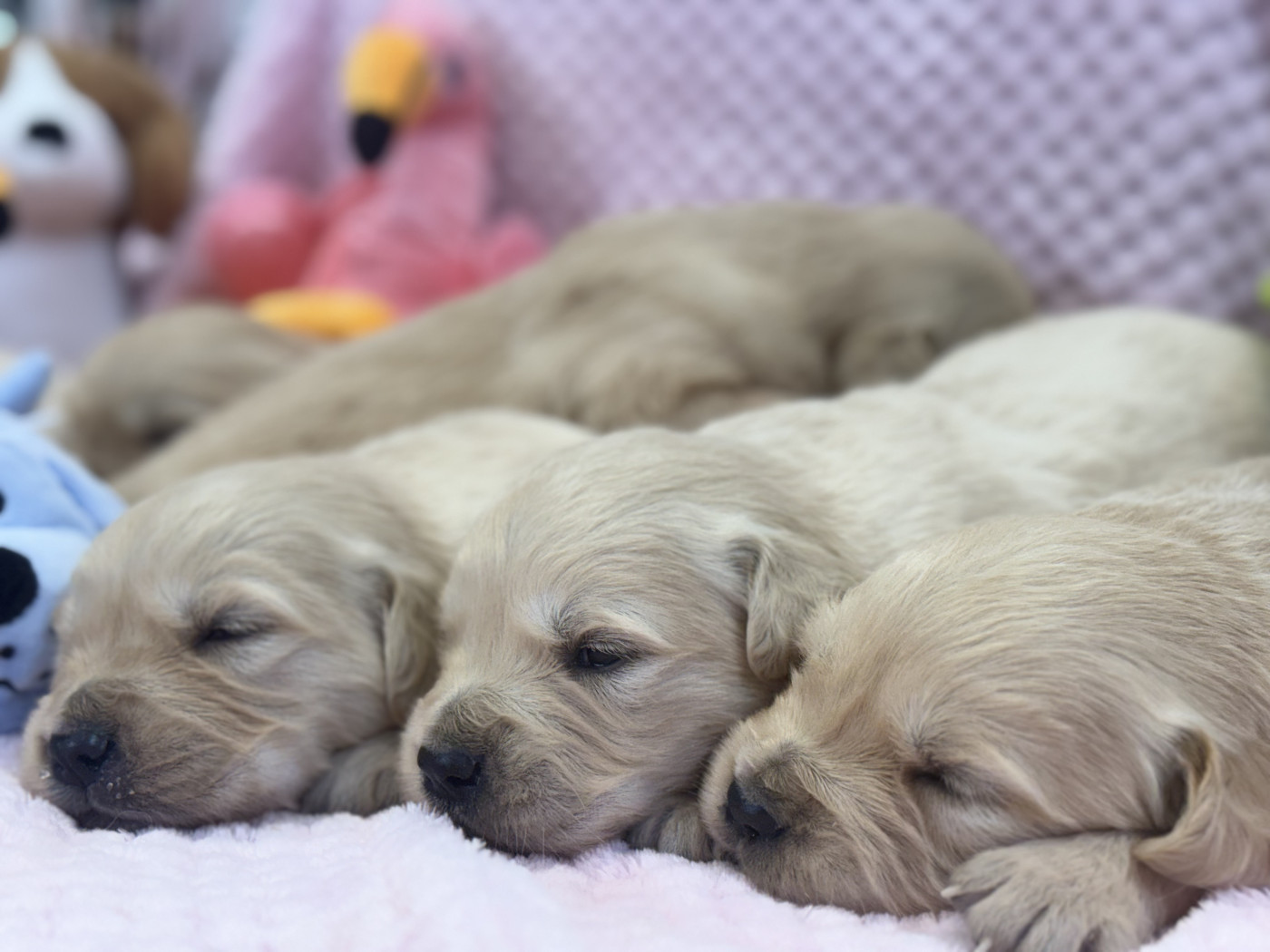 des Légendaires Nahauri - Chiots disponibles - Golden Retriever