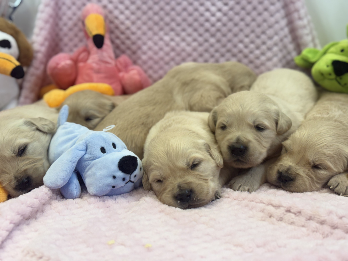 des Légendaires Nahauri - Chiots disponibles - Golden Retriever