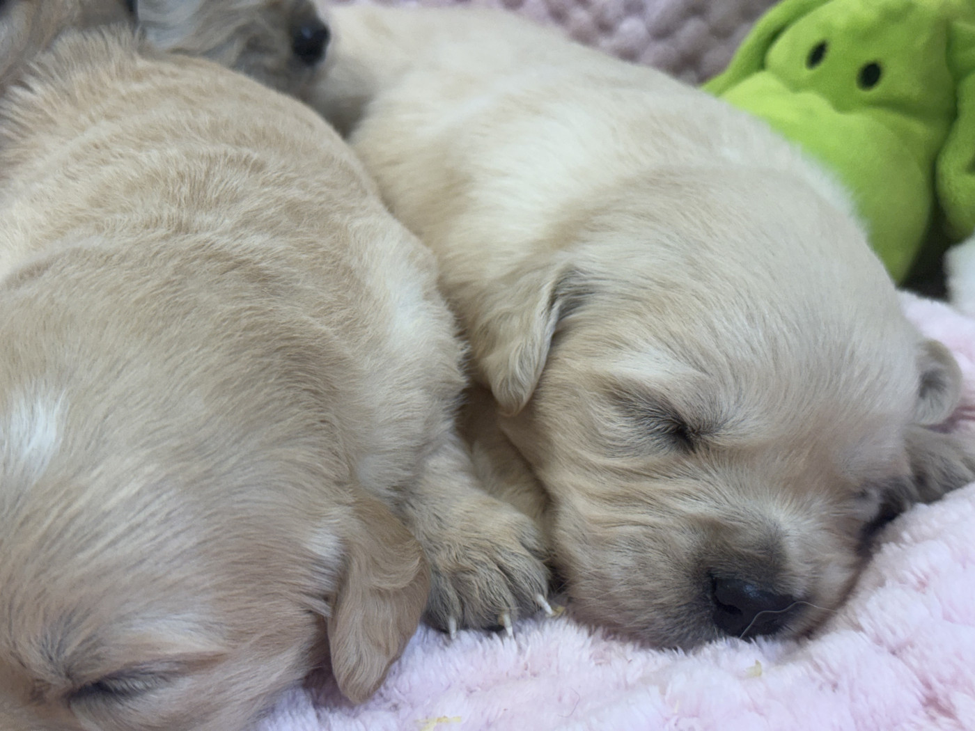 des Légendaires Nahauri - Chiots disponibles - Golden Retriever