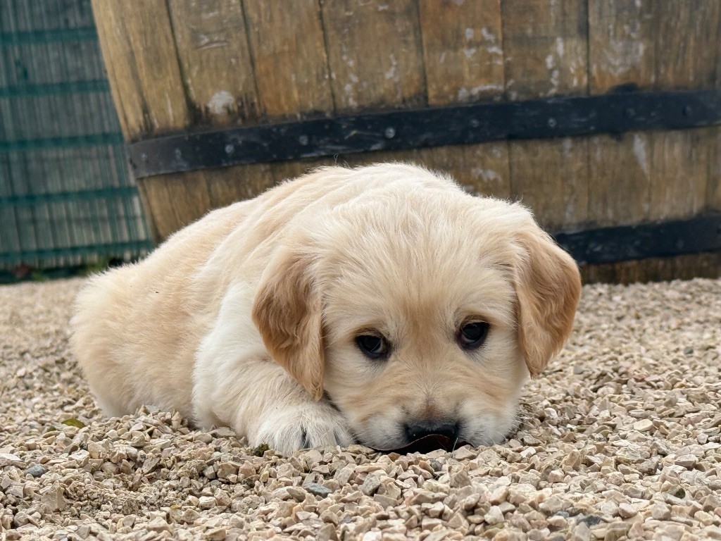 des Légendaires Nahauri - Chiots disponibles - Golden Retriever