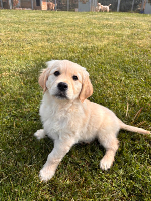 Chiot N°7