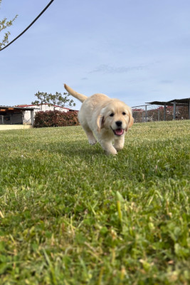 Chiot N°2
