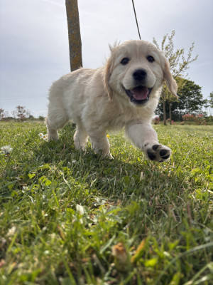 Chiot N°1