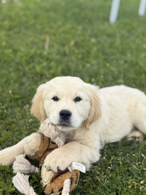 Chiot N°2