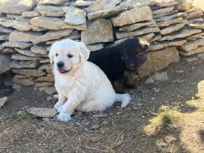 Chiot N°4