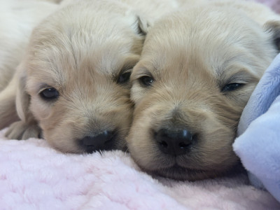 Chiot N°1