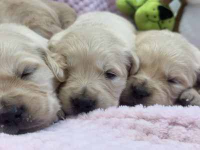 Chiot N°4