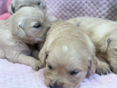 Chiot N°7