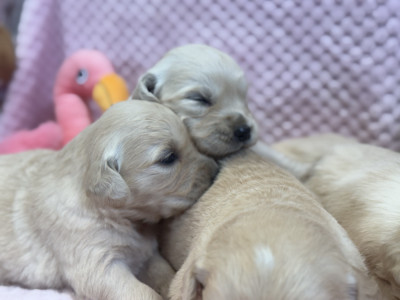 Chiot N°8