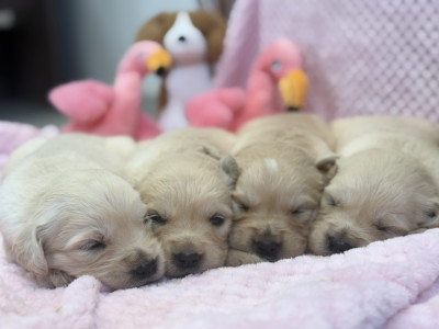 Chiot N°9