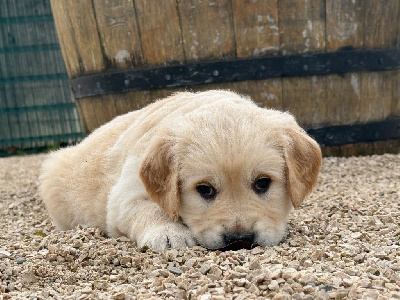 CHIOT 2