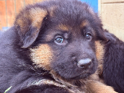 CHIOT 1
