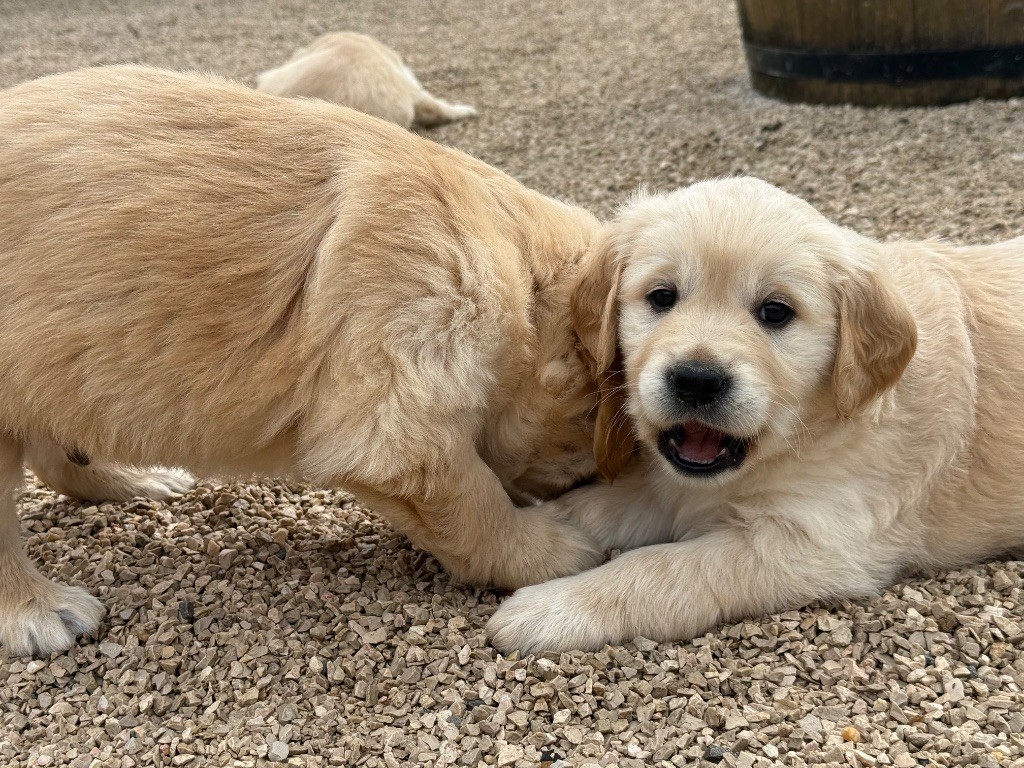des Légendaires Nahauri - Chiots disponibles - Golden Retriever