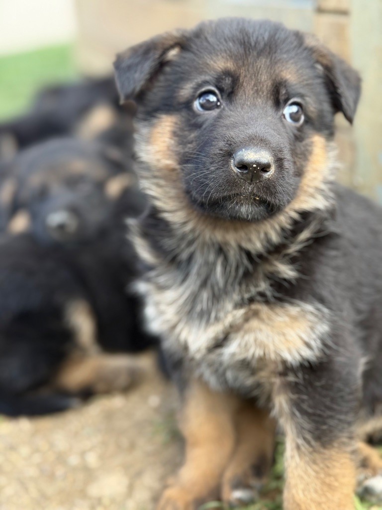 des Légendaires Nahauri - Chiots disponibles - Berger Allemand