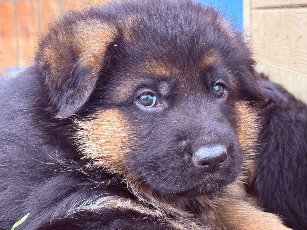 des Légendaires Nahauri - Chiots disponibles - Berger Allemand