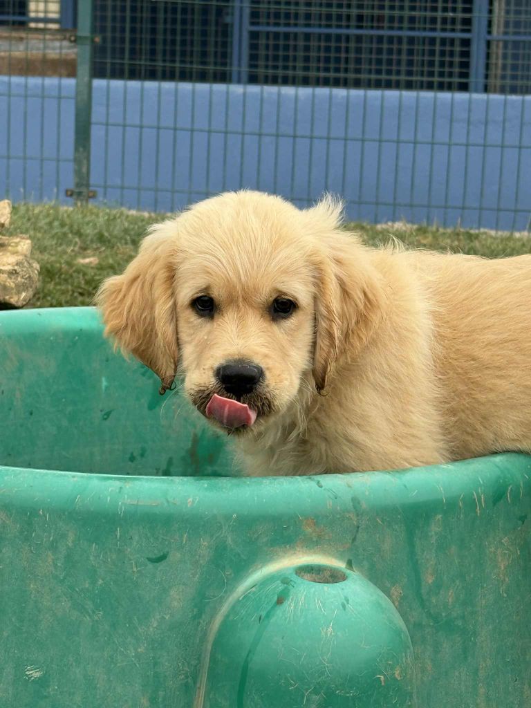 des Légendaires Nahauri - Chiots disponibles - Golden Retriever