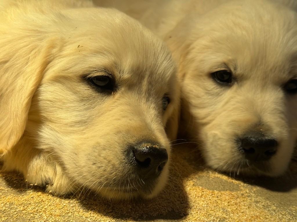 des Légendaires Nahauri - Chiots disponibles - Golden Retriever