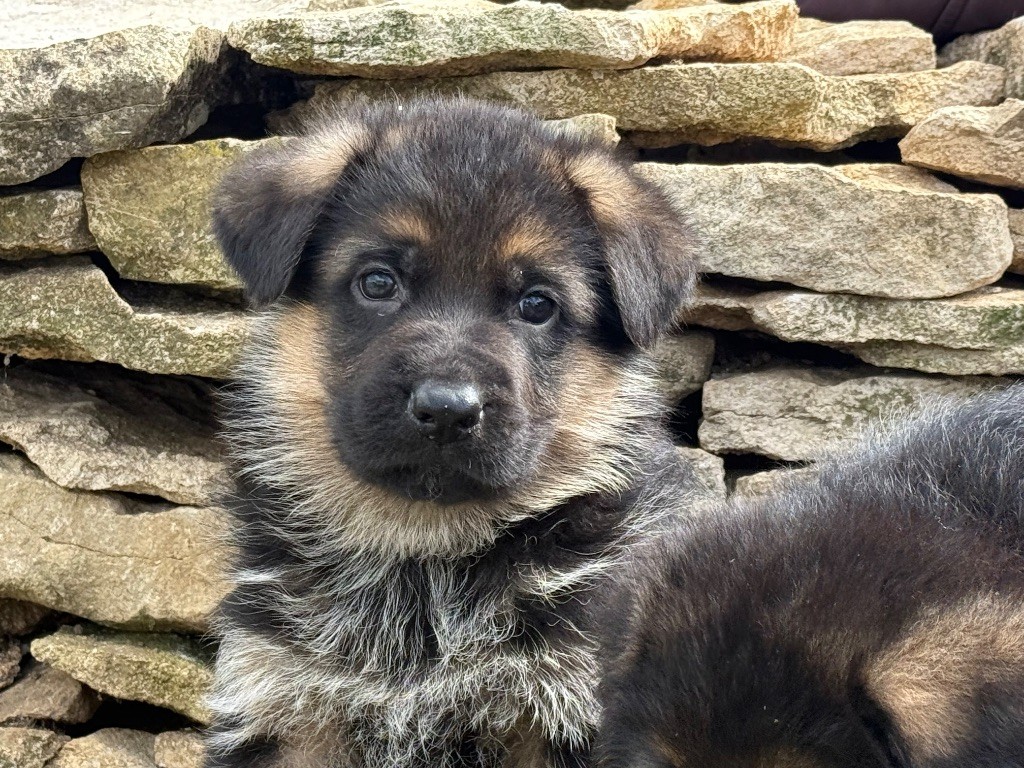 des Légendaires Nahauri - Chiots disponibles - Berger Allemand
